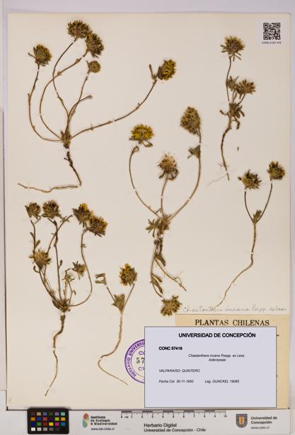 Chaetanthera incana [Espécimen: UDEC:CONC:0057416]