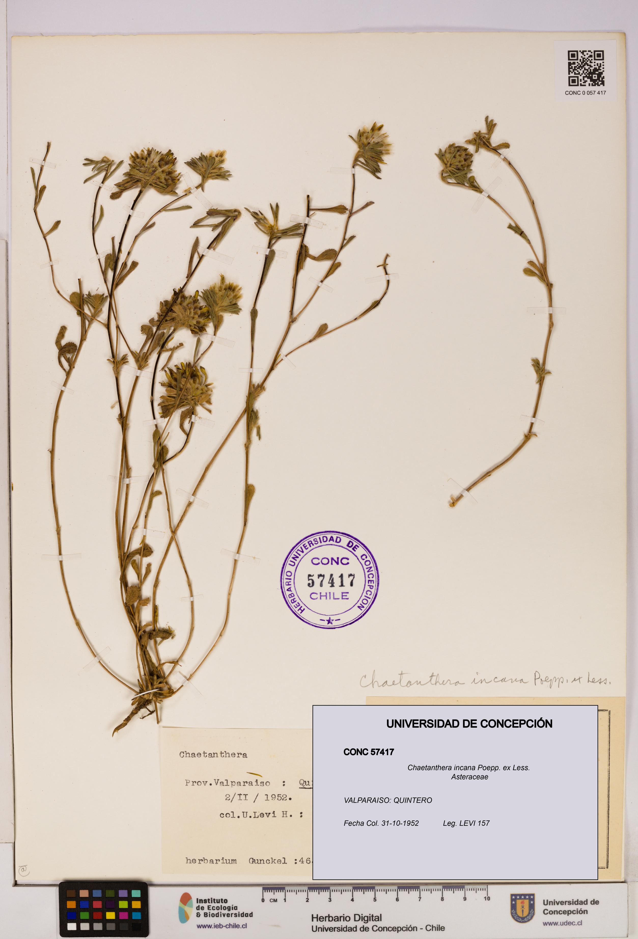 Chaetanthera incana [Espécimen: UDEC:CONC:0057417]