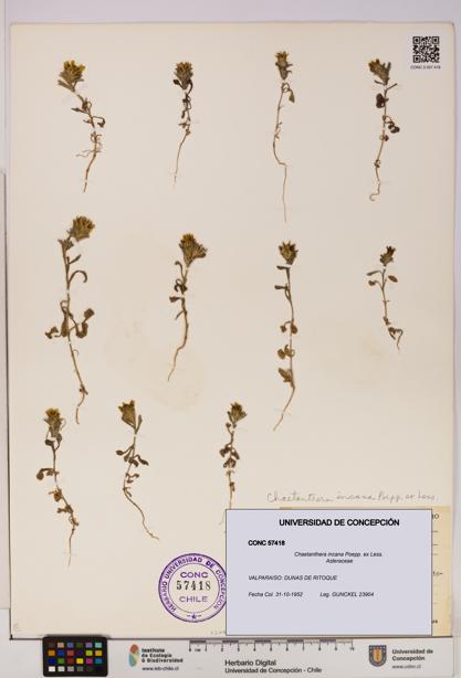 Chaetanthera incana [Espécimen: UDEC:CONC:0057418]