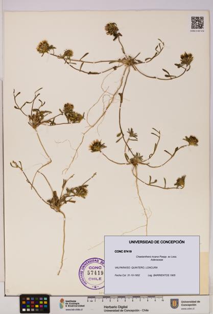 Chaetanthera incana [Espécimen: UDEC:CONC:0057419]