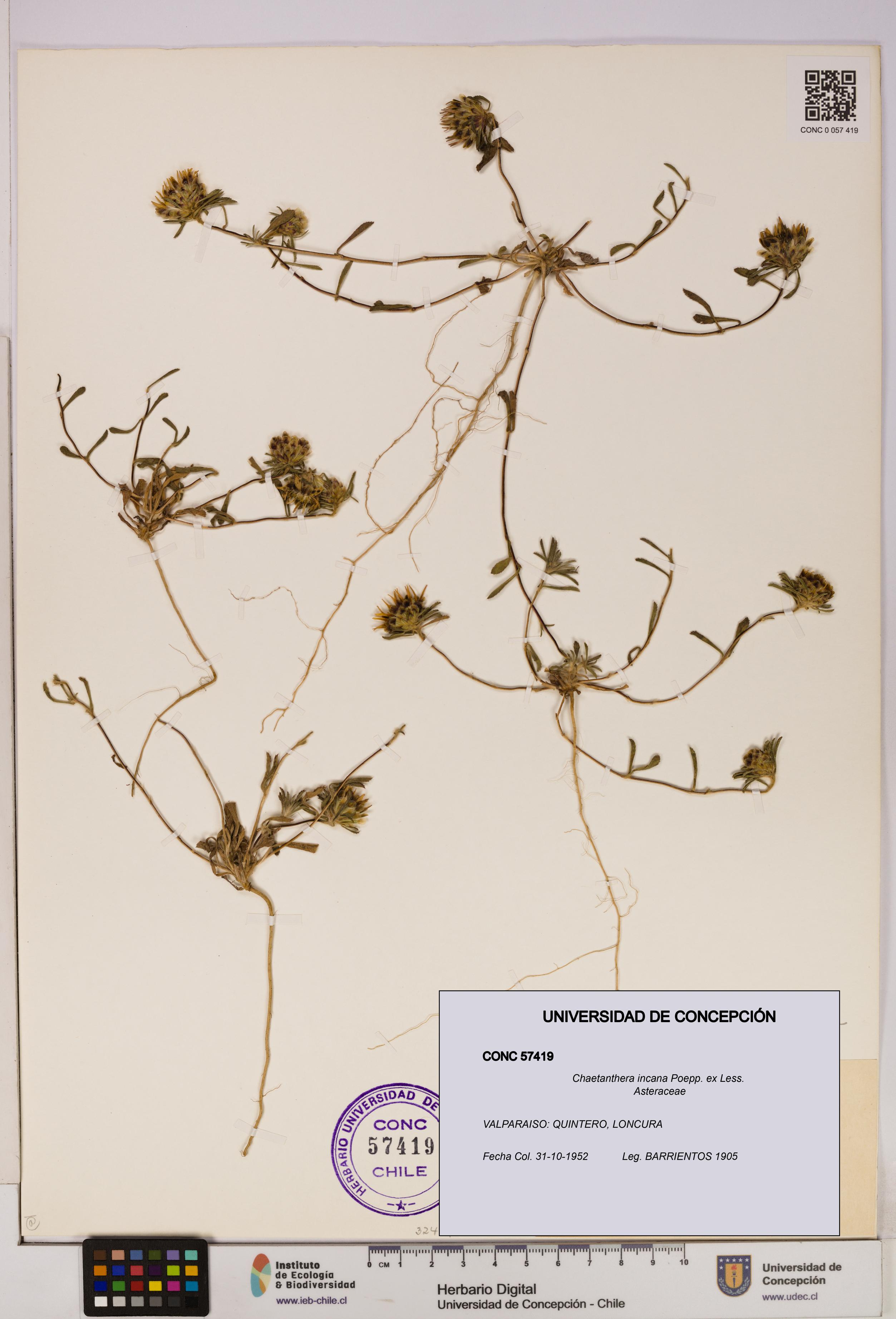 Chaetanthera incana [Espécimen: UDEC:CONC:0057419]