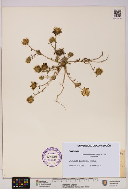 Chaetanthera incana [Espécimen: UDEC:CONC:0057420]