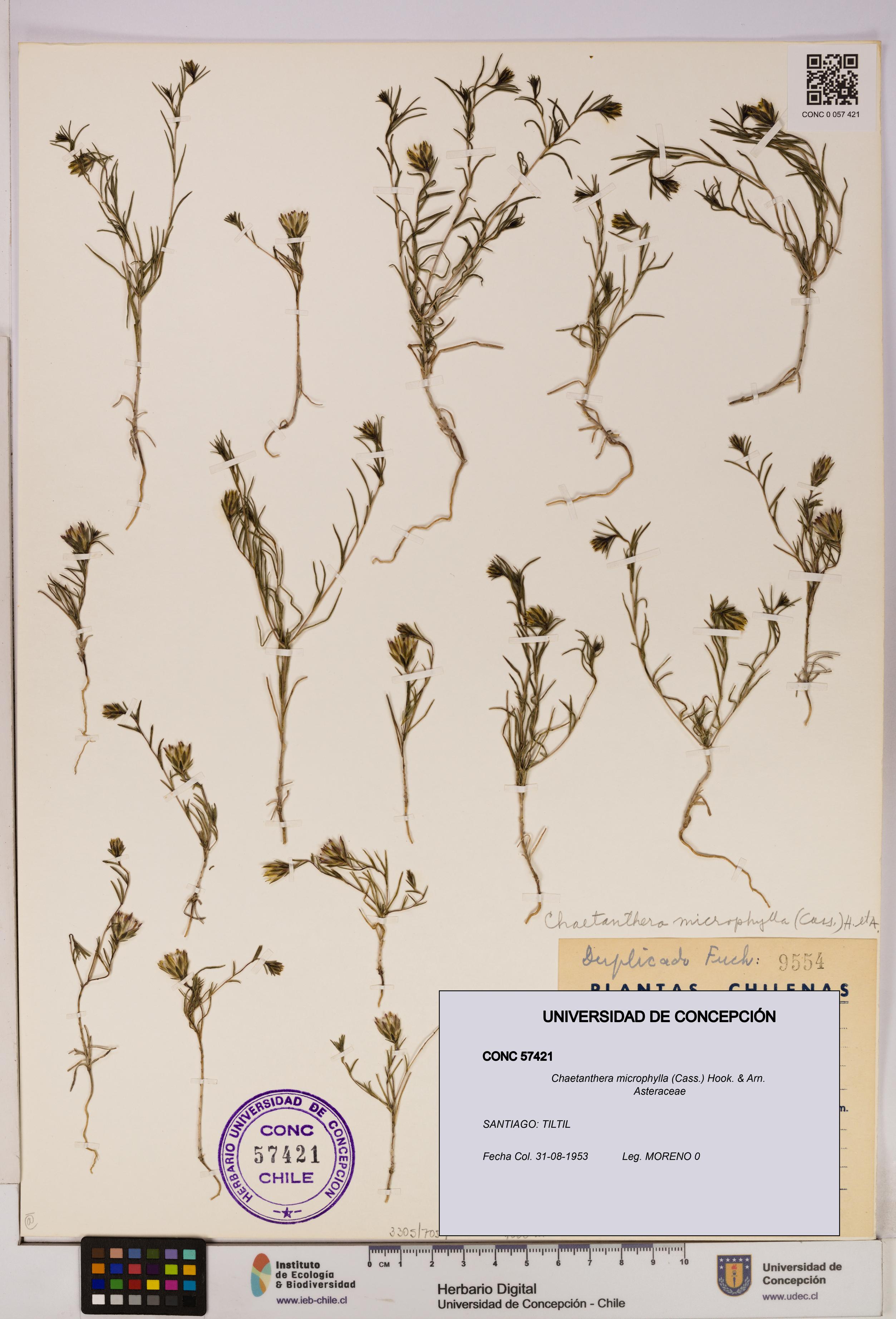 Chaetanthera microphylla [Espécimen: UDEC:CONC:0057421]