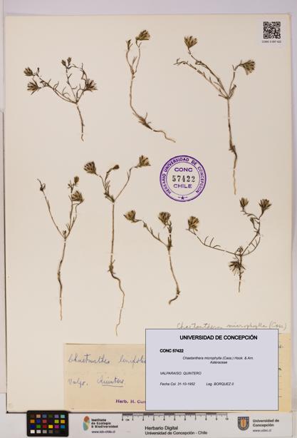 Chaetanthera microphylla [Espécimen: UDEC:CONC:0057422]