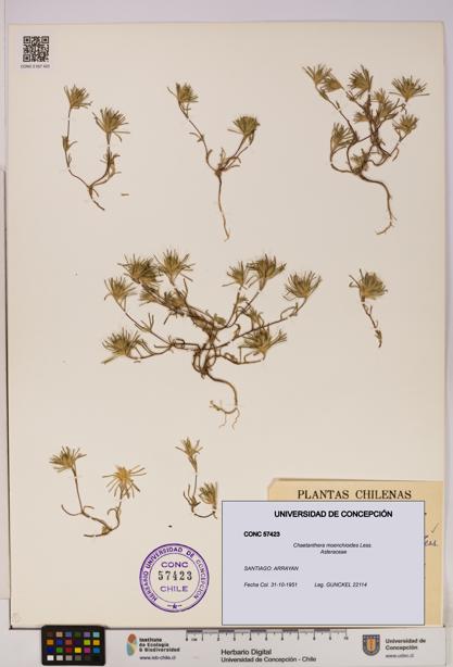 Chaetanthera moenchioides [Espécimen: UDEC:CONC:0057423]