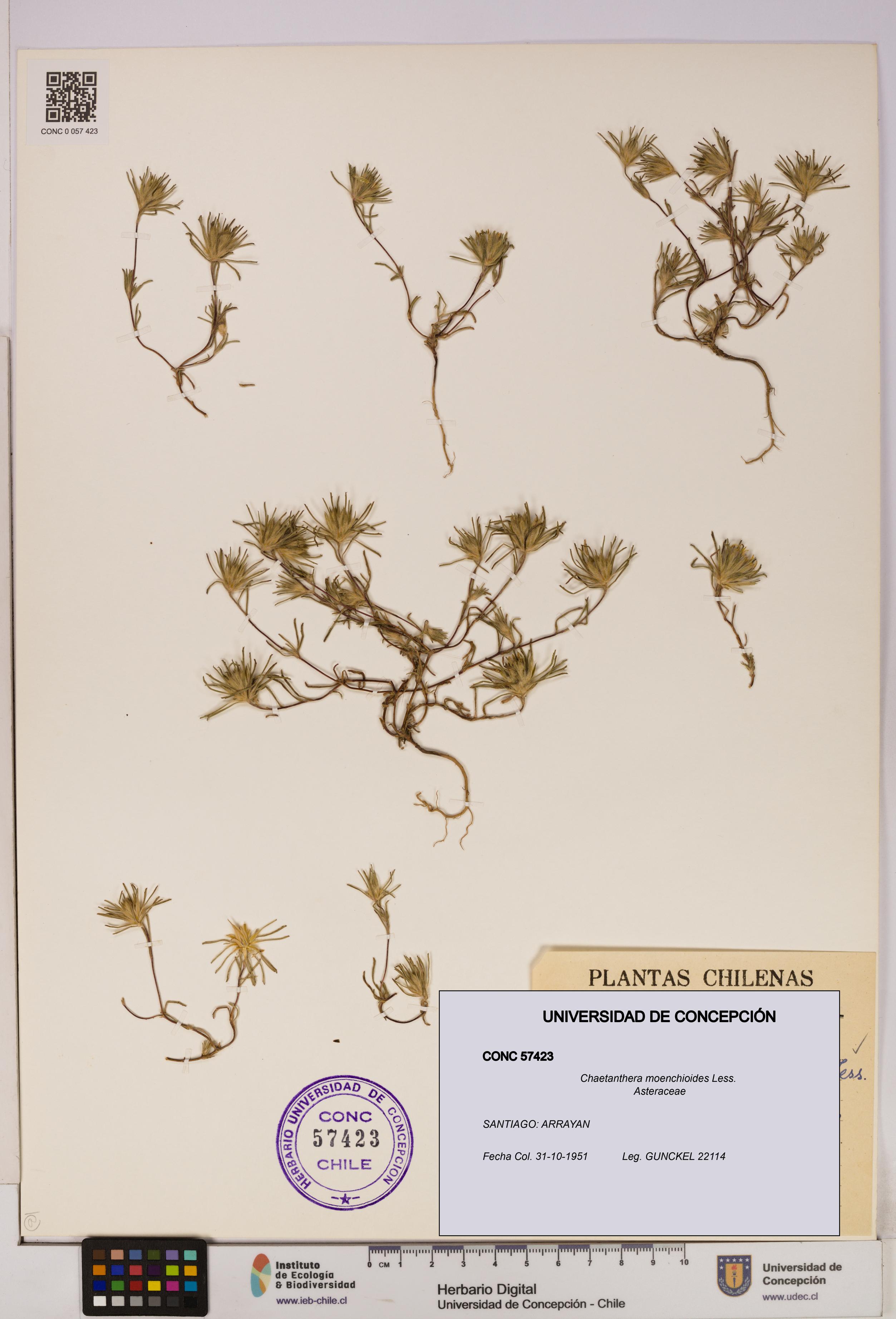 Chaetanthera moenchioides [Espécimen: UDEC:CONC:0057423]