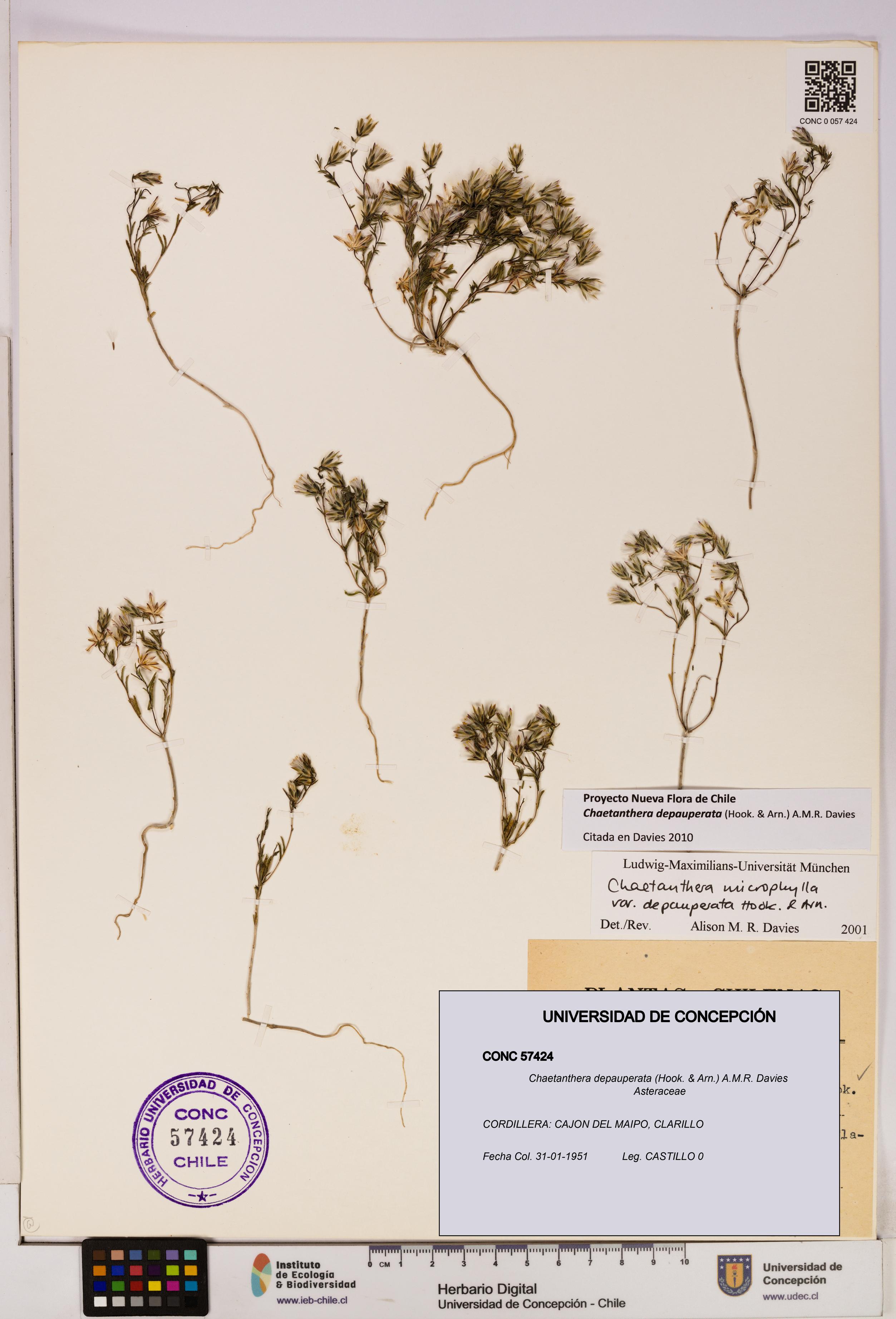 Chaetanthera depauperata [Espécimen: UDEC:CONC:0057424]