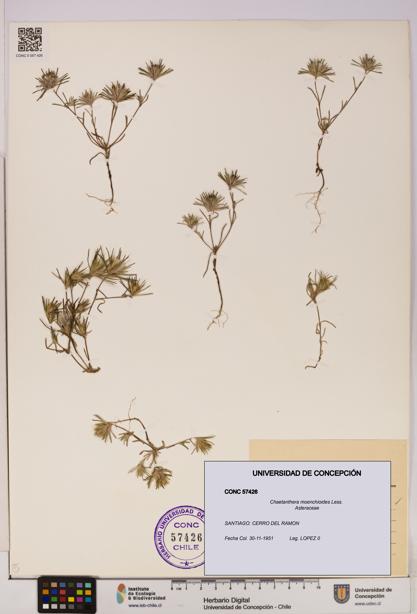 Chaetanthera moenchioides [Espécimen: UDEC:CONC:0057426]