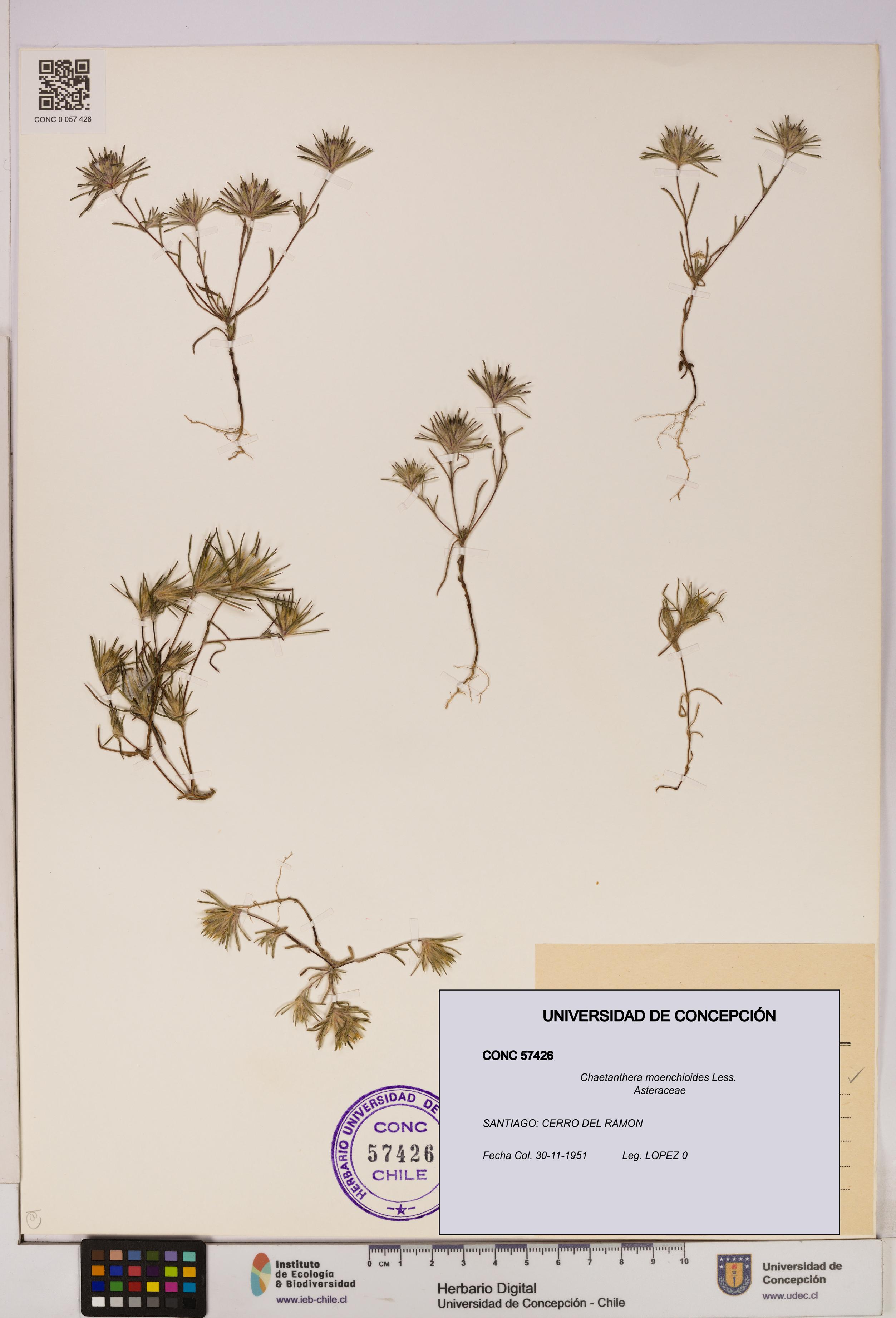 Chaetanthera moenchioides [Espécimen: UDEC:CONC:0057426]