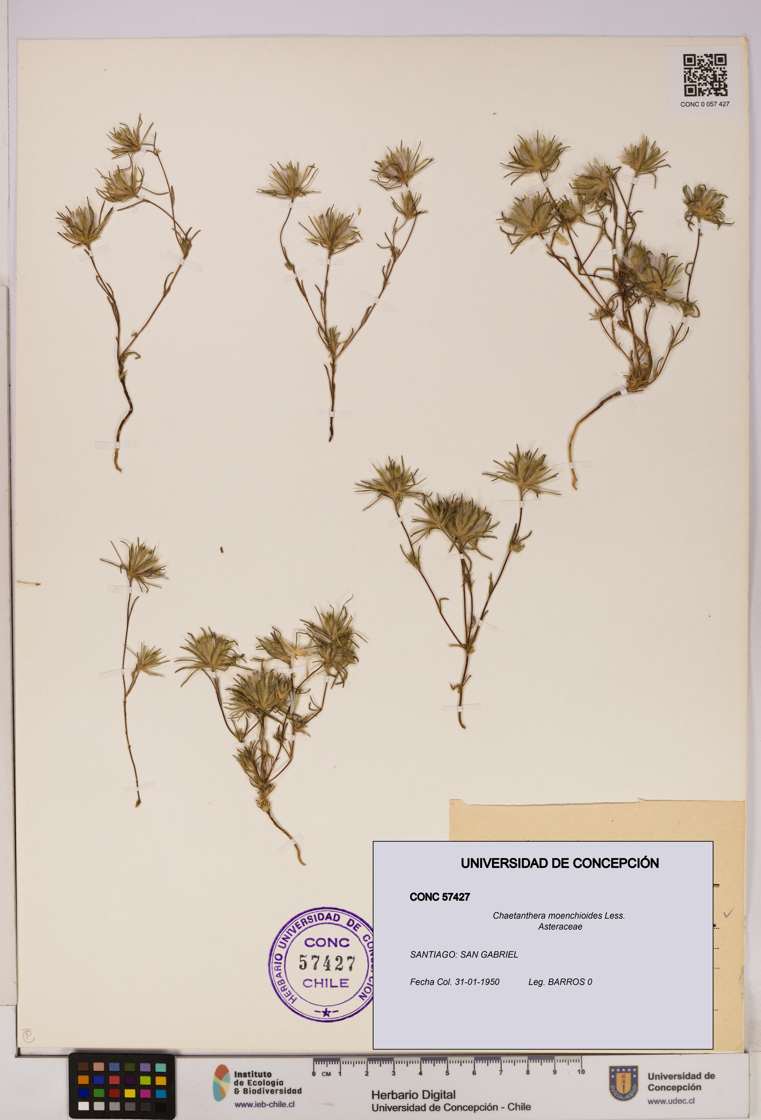 Chaetanthera moenchioides [Espécimen: UDEC:CONC:0057427]