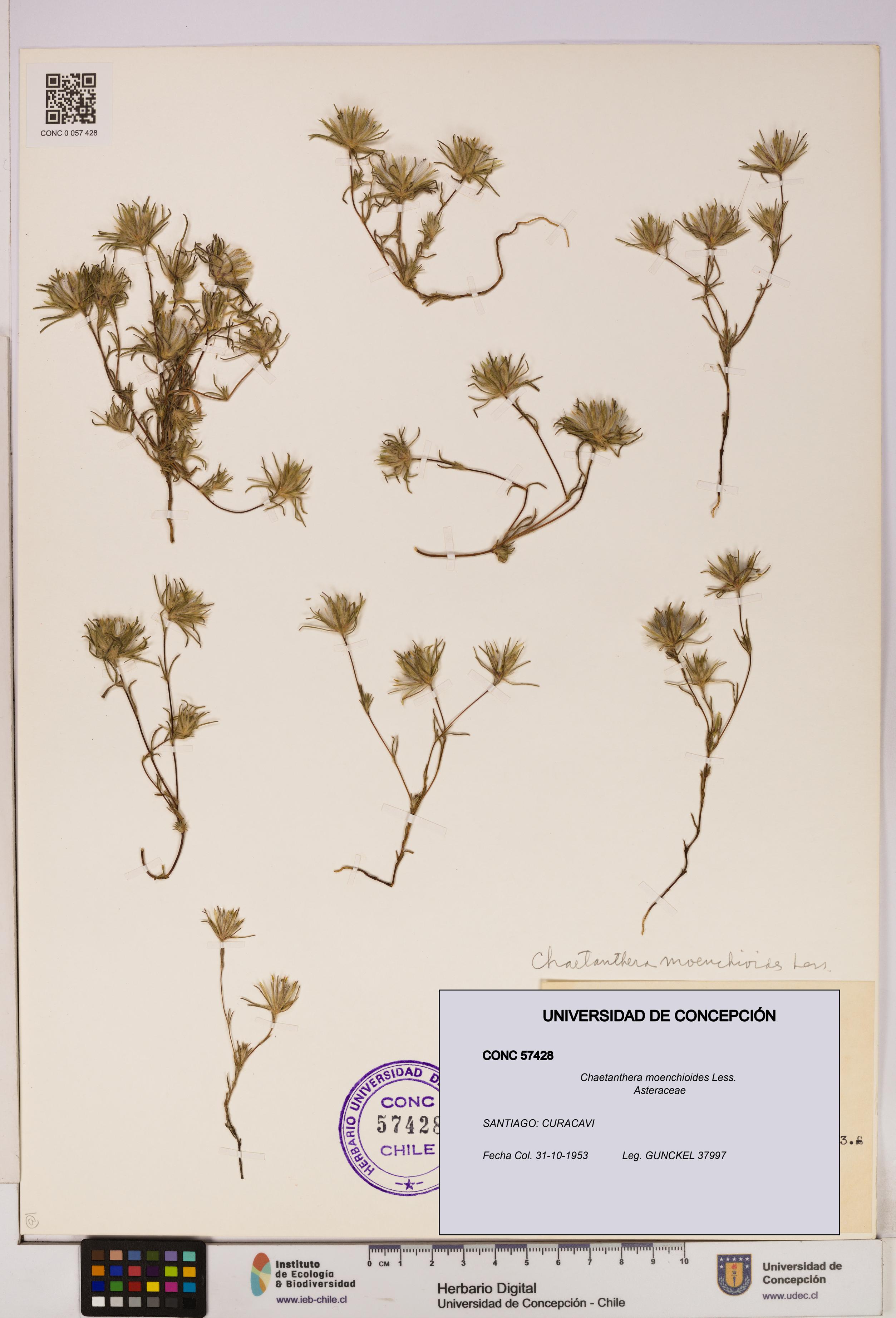 Chaetanthera moenchioides [Espécimen: UDEC:CONC:0057428]