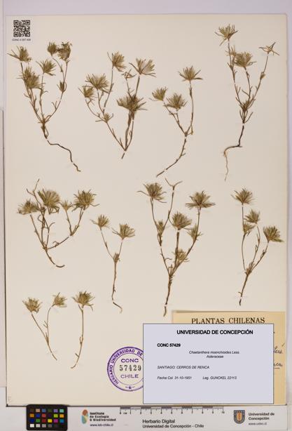 Chaetanthera moenchioides [Espécimen: UDEC:CONC:0057429]