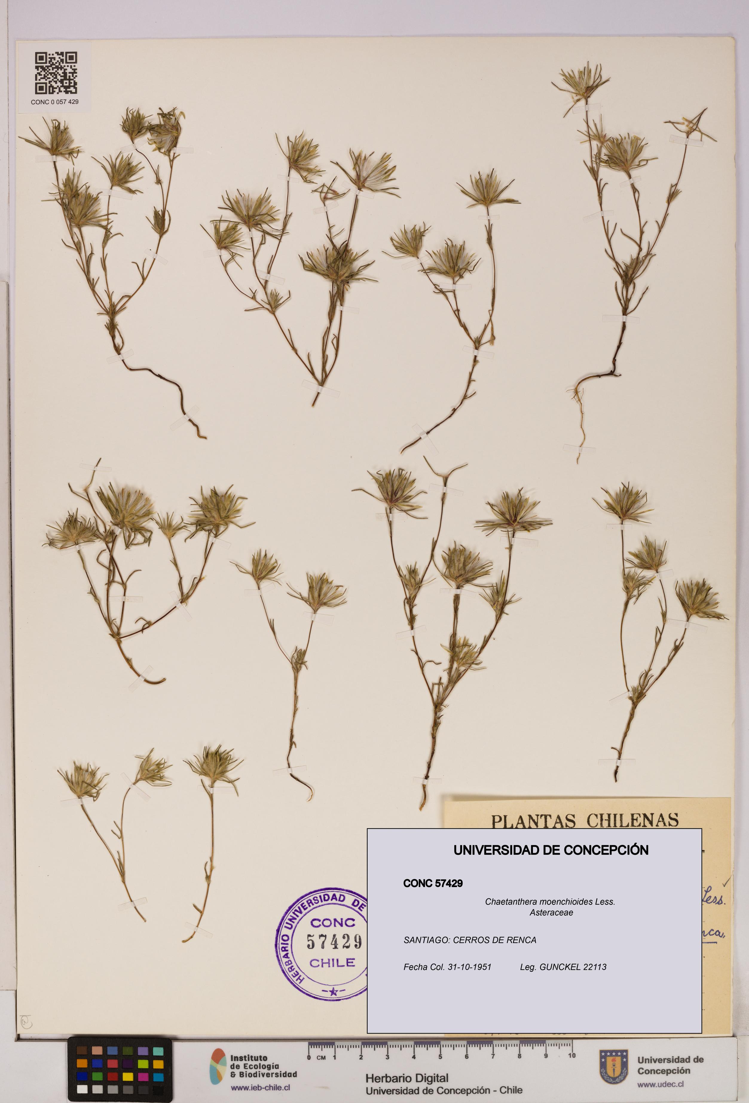 Chaetanthera moenchioides [Espécimen: UDEC:CONC:0057429]