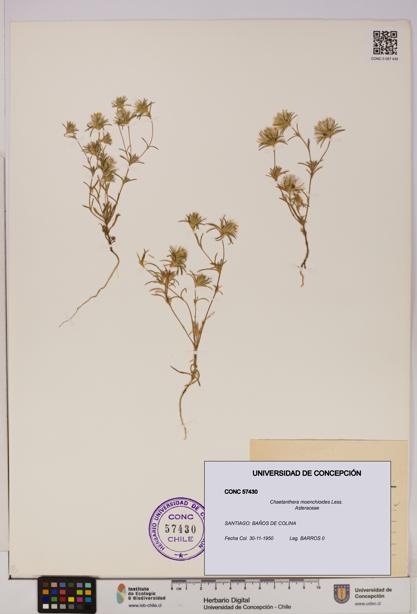 Chaetanthera moenchioides [Espécimen: UDEC:CONC:0057430]