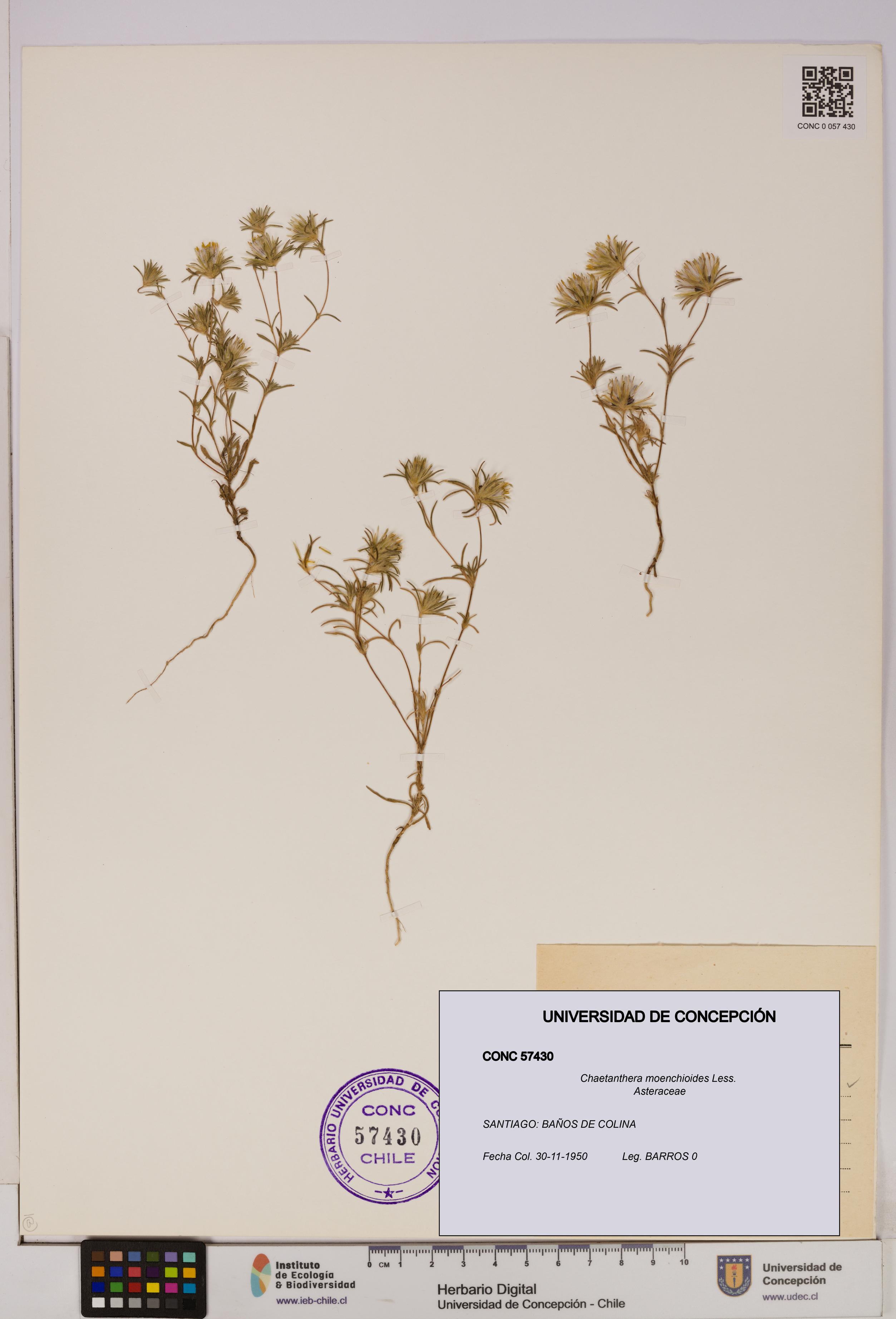 Chaetanthera moenchioides [Espécimen: UDEC:CONC:0057430]