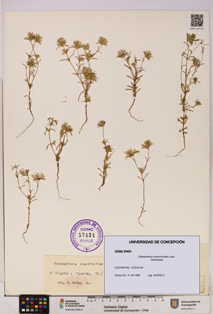 Chaetanthera moenchioides [Espécimen: UDEC:CONC:0057431]