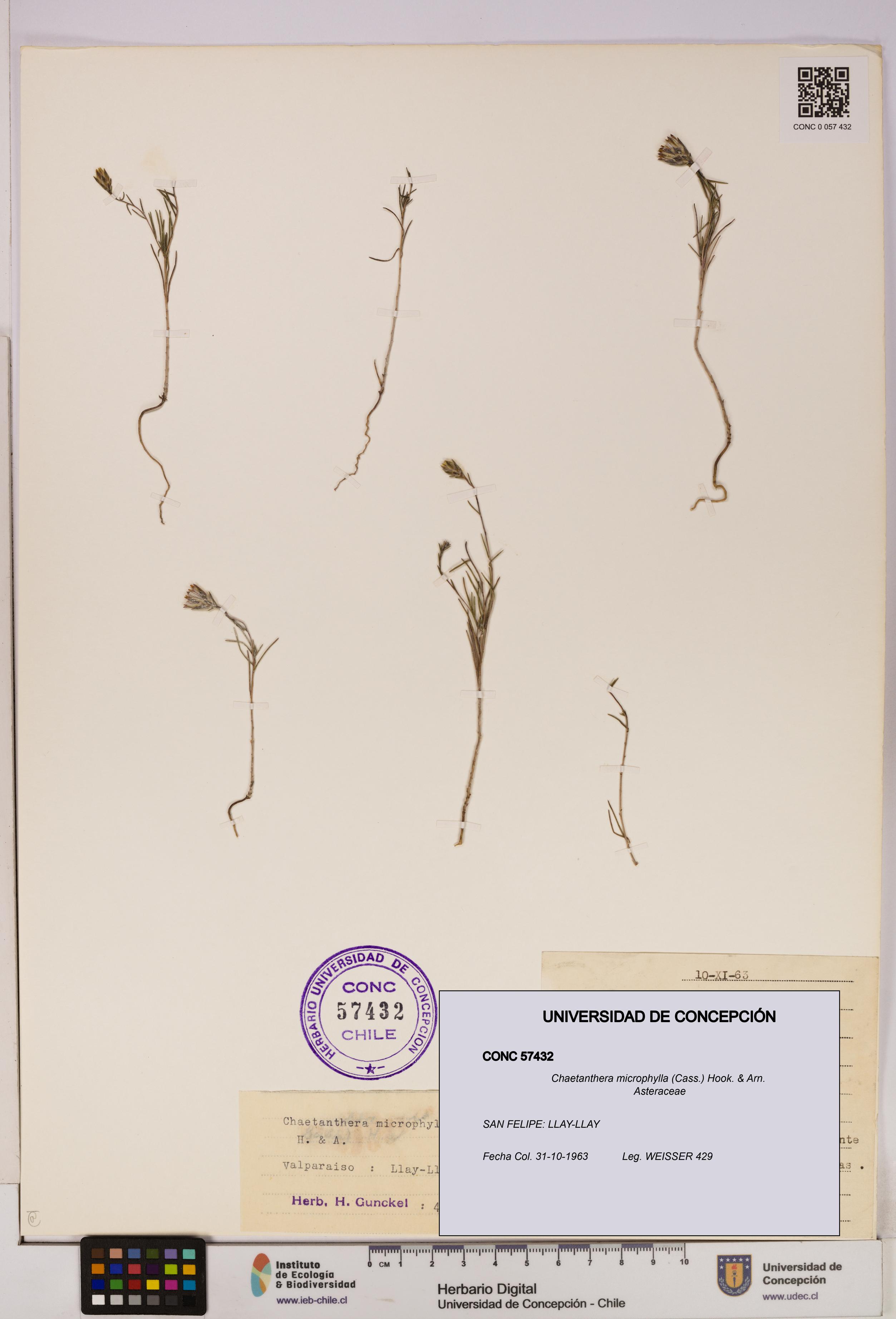 Chaetanthera microphylla [Espécimen: UDEC:CONC:0057432]