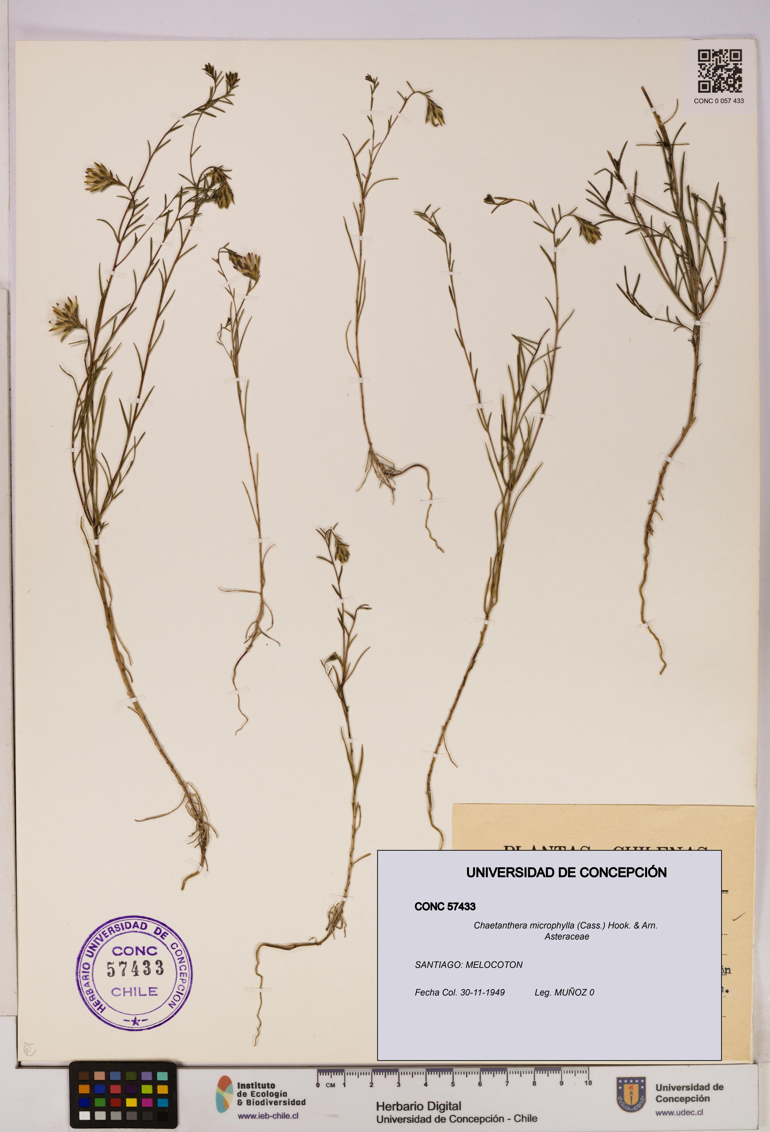 Chaetanthera microphylla [Espécimen: UDEC:CONC:0057433]