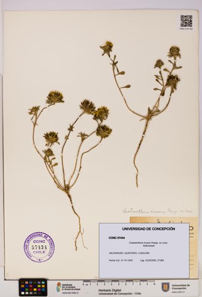 Chaetanthera incana [Espécimen: UDEC:CONC:0057434]