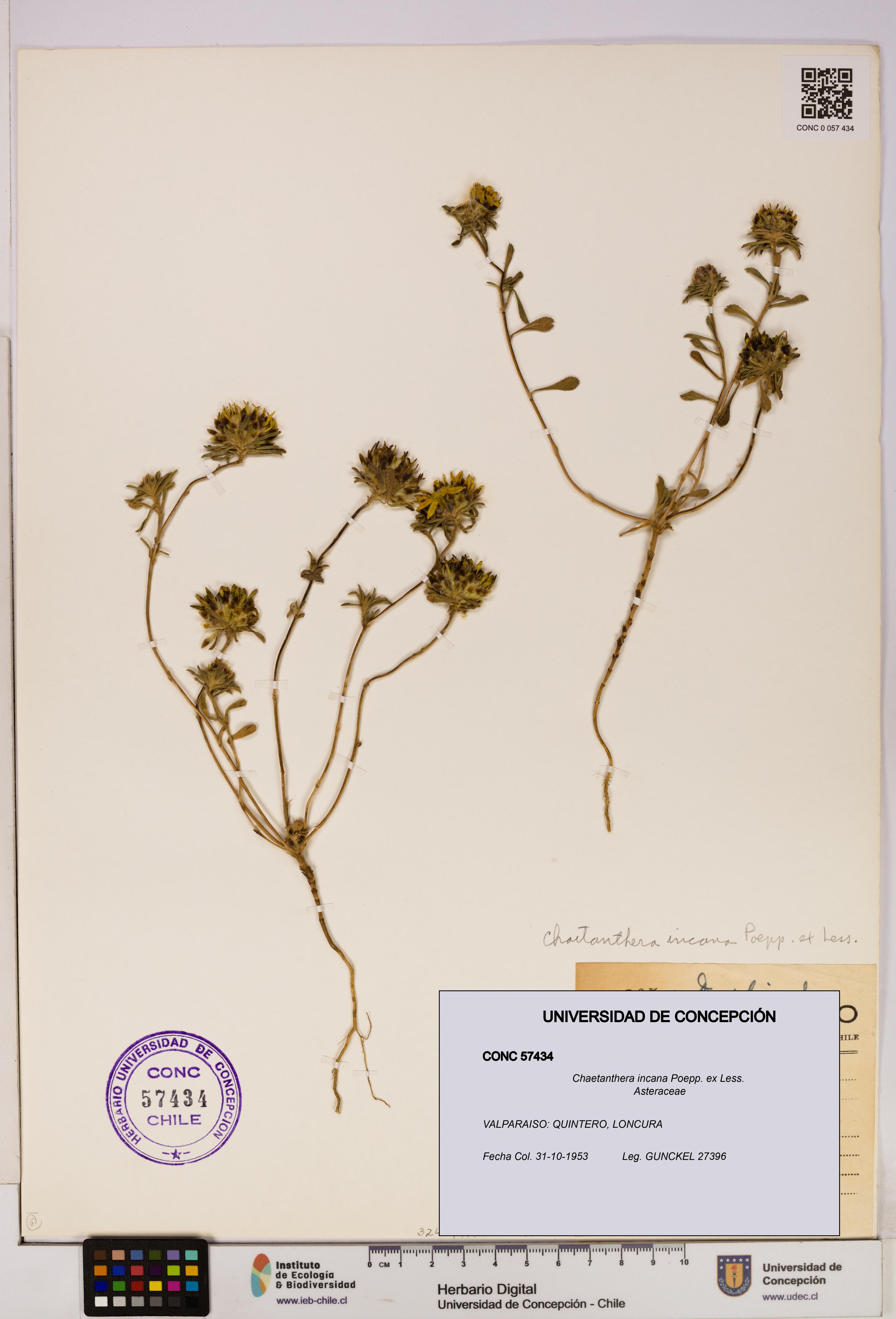 Chaetanthera incana [Espécimen: UDEC:CONC:0057434]