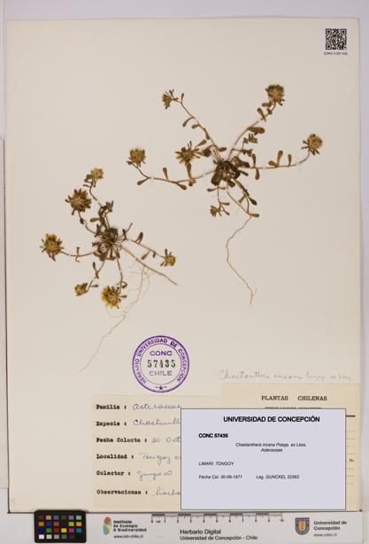 Chaetanthera incana [Espécimen: UDEC:CONC:0057435]