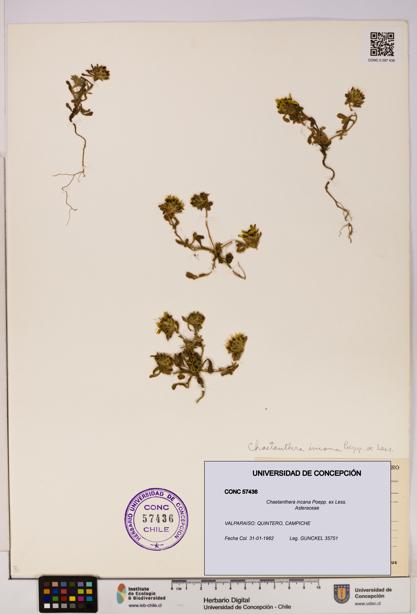 Chaetanthera incana [Espécimen: UDEC:CONC:0057436]