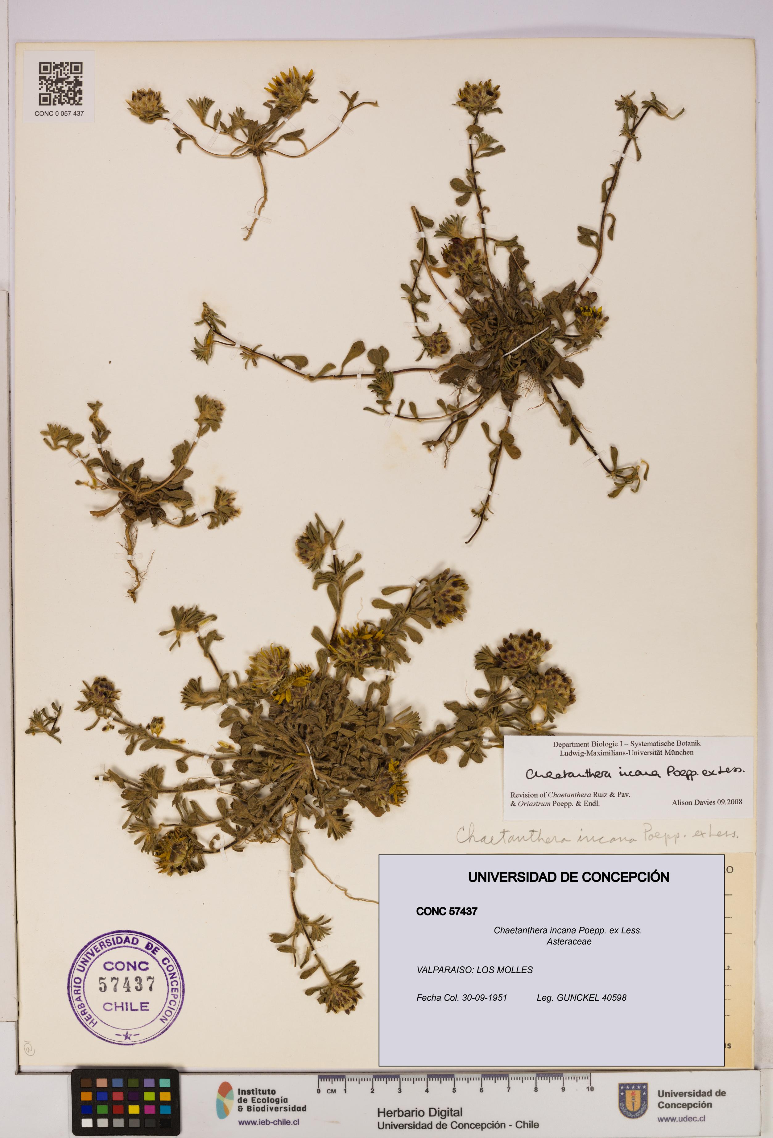 Chaetanthera incana [Espécimen: UDEC:CONC:0057437]