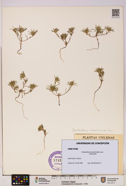 Chaetanthera moenchioides [Espécimen: UDEC:CONC:0057438]