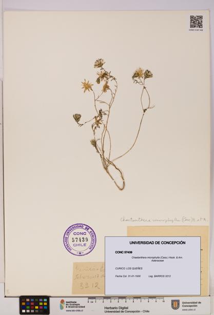 Chaetanthera microphylla [Espécimen: UDEC:CONC:0057439]