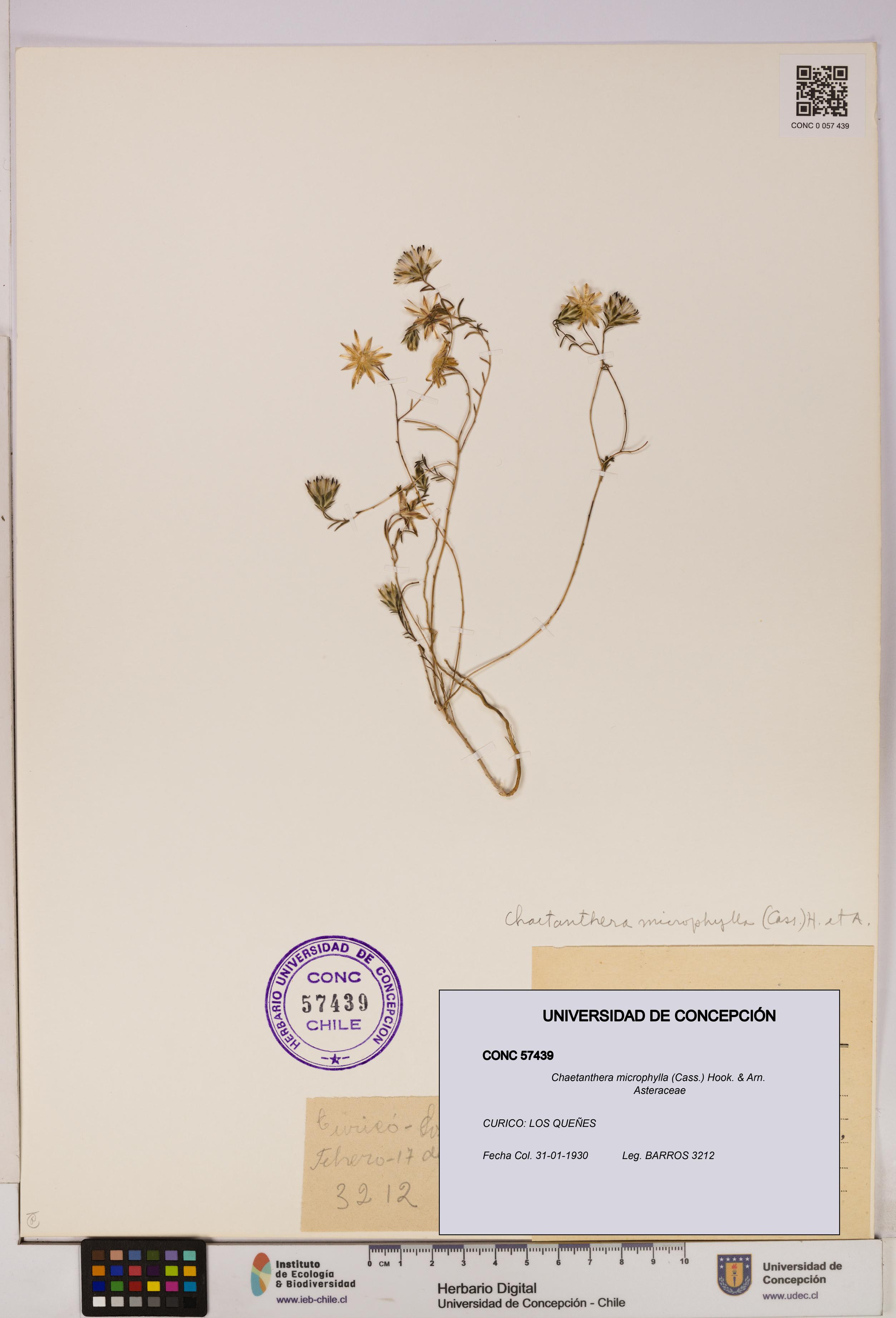 Chaetanthera microphylla [Espécimen: UDEC:CONC:0057439]