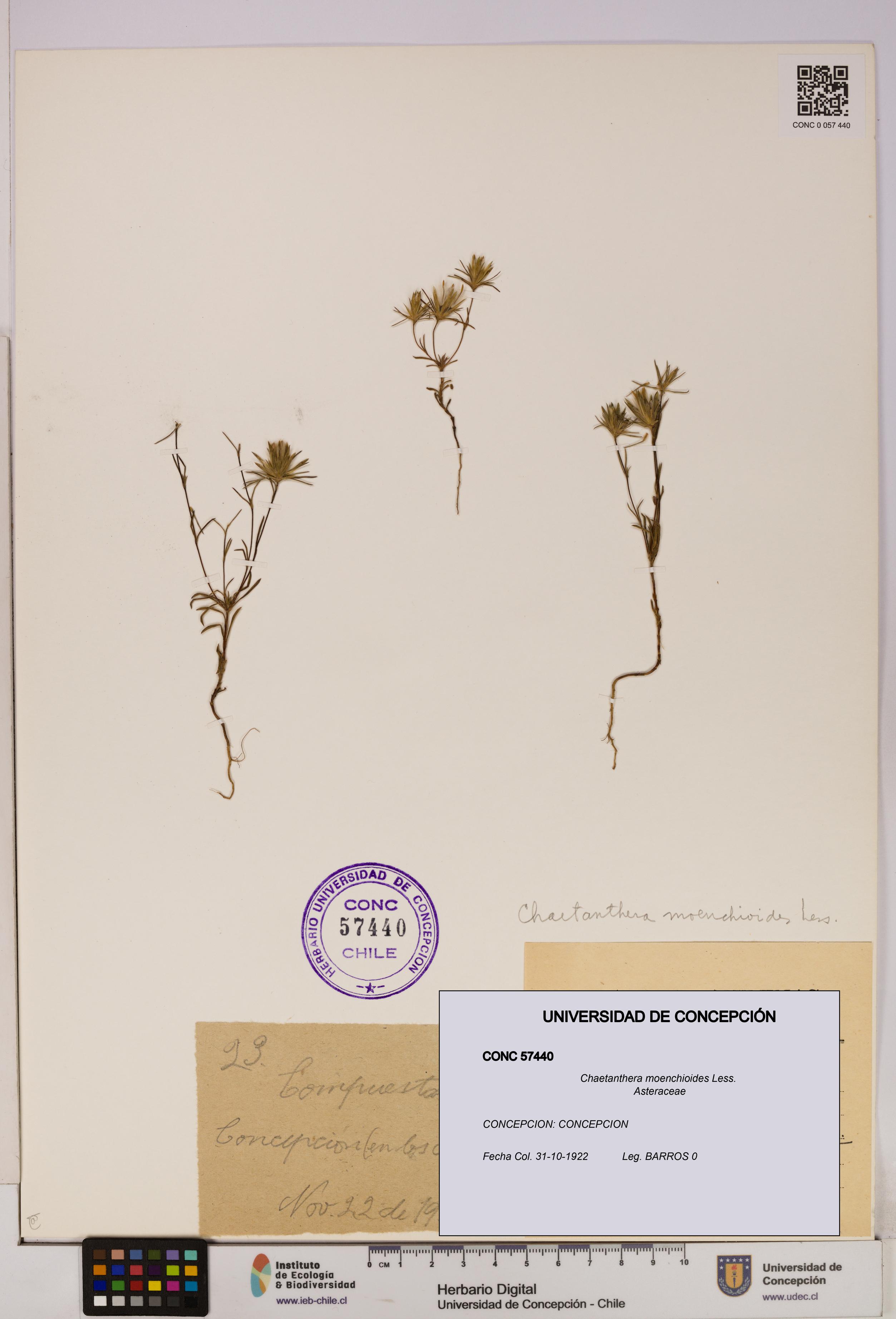 Chaetanthera moenchioides [Espécimen: UDEC:CONC:0057440]