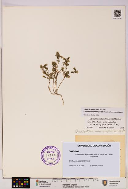 Chaetanthera depauperata [Espécimen: UDEC:CONC:0057442]