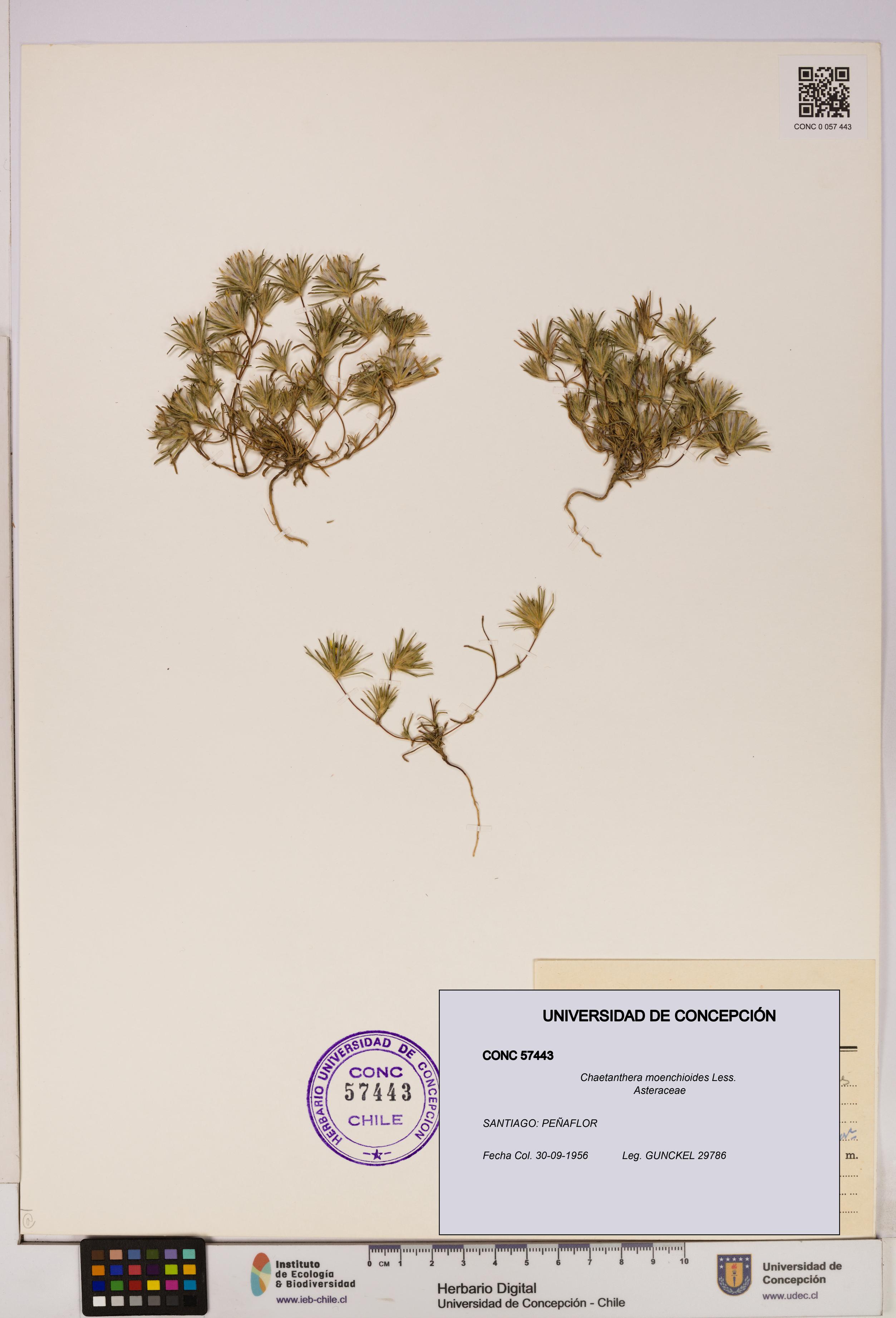 Chaetanthera moenchioides [Espécimen: UDEC:CONC:0057443]