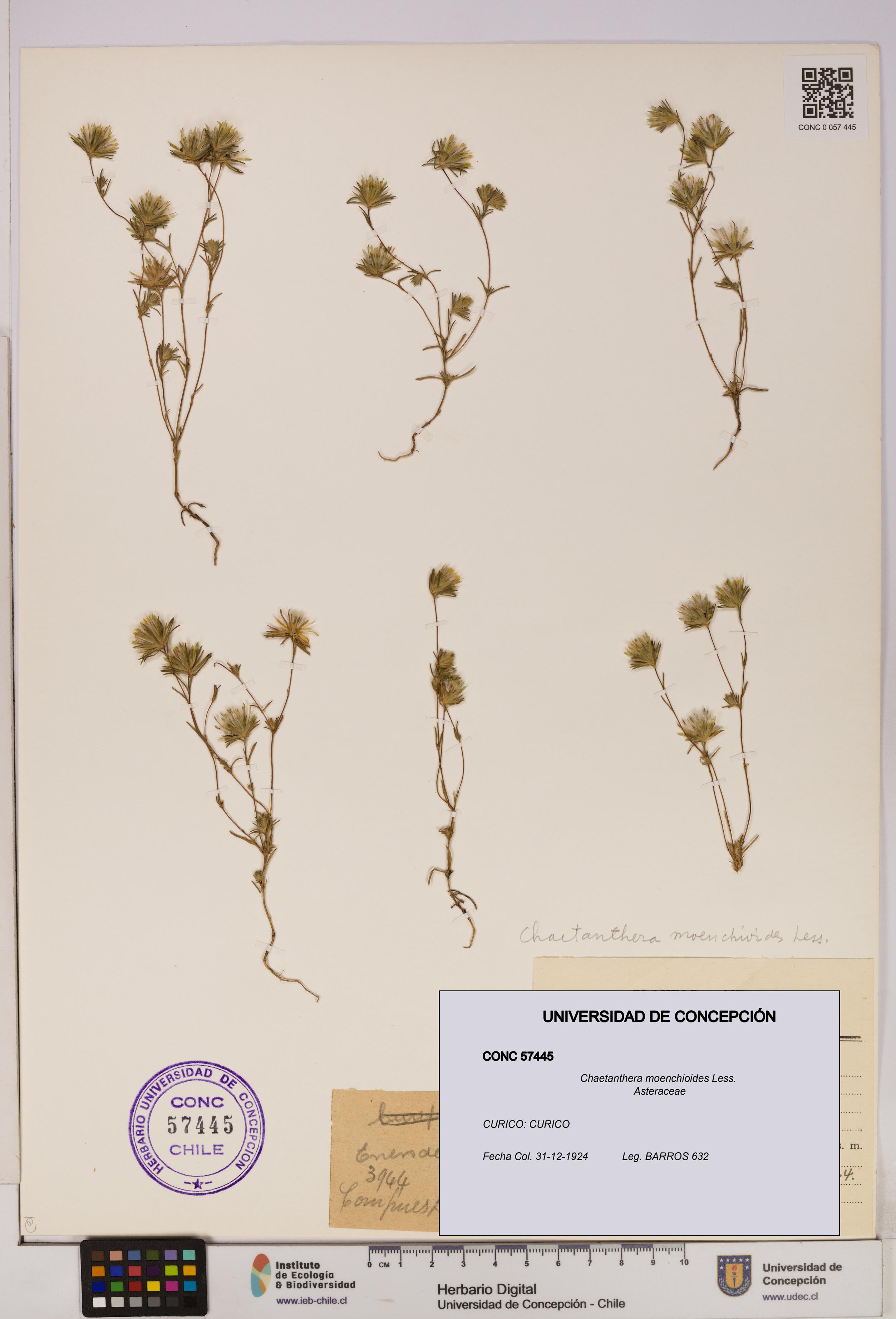 Chaetanthera moenchioides [Espécimen: UDEC:CONC:0057445]