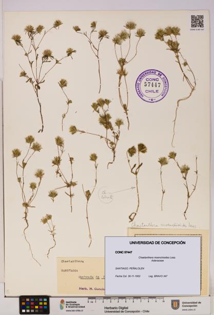 Chaetanthera moenchioides [Espécimen: UDEC:CONC:0057447]