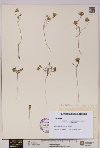 Chaetanthera microphylla [Espécimen: UDEC:CONC:0057449]