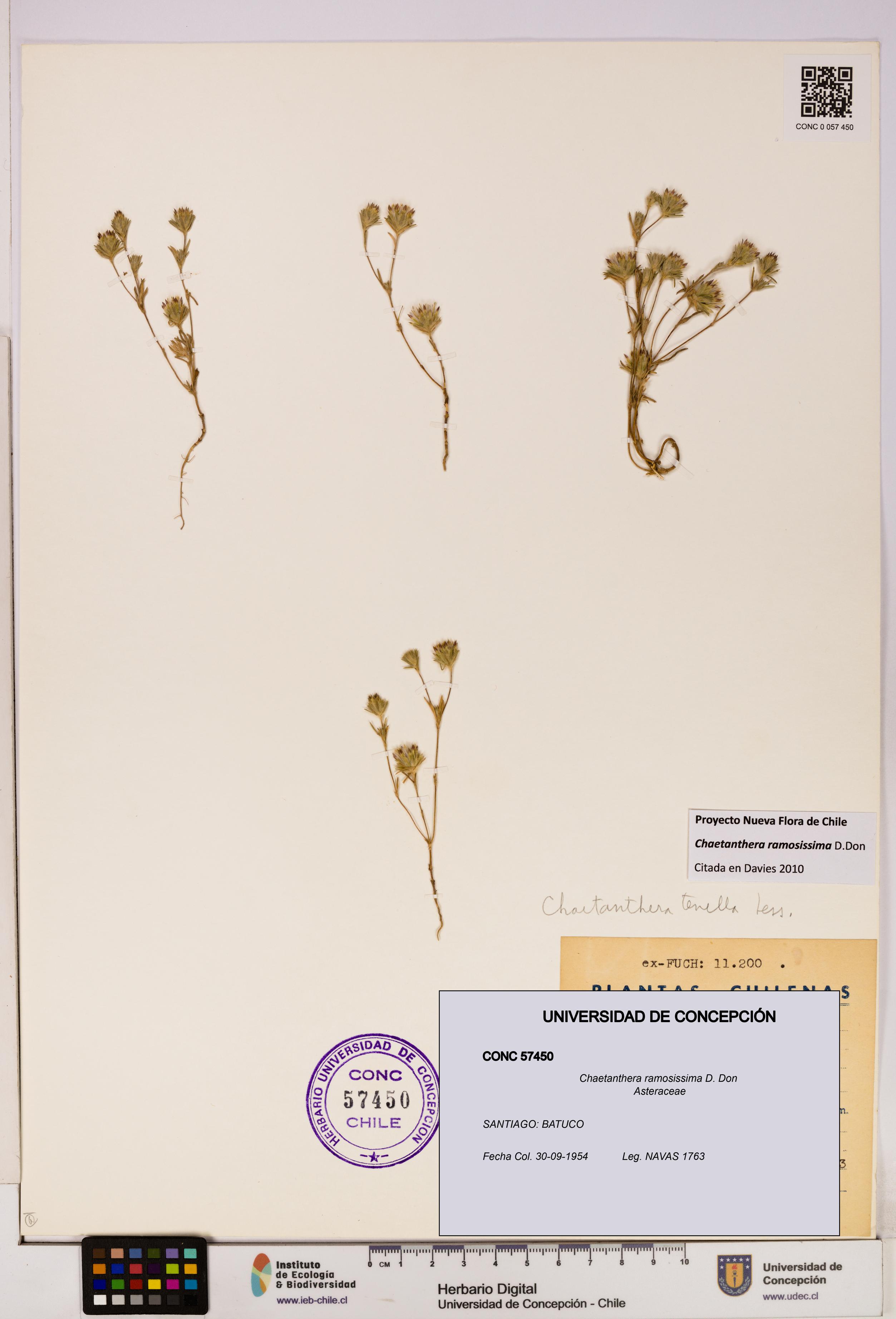 Chaetanthera ramosissima [Espécimen: UDEC:CONC:0057450]