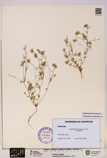 Chaetanthera ramosissima [Espécimen: UDEC:CONC:0057451]