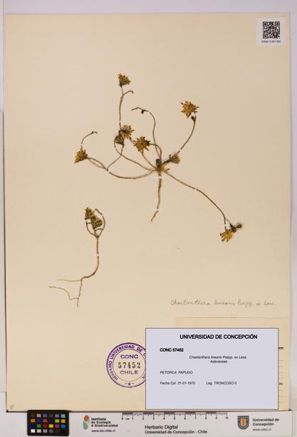 Chaetanthera linearis [Espécimen: UDEC:CONC:0057452]
