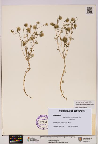 Chaetanthera ramosissima [Espécimen: UDEC:CONC:0057453]