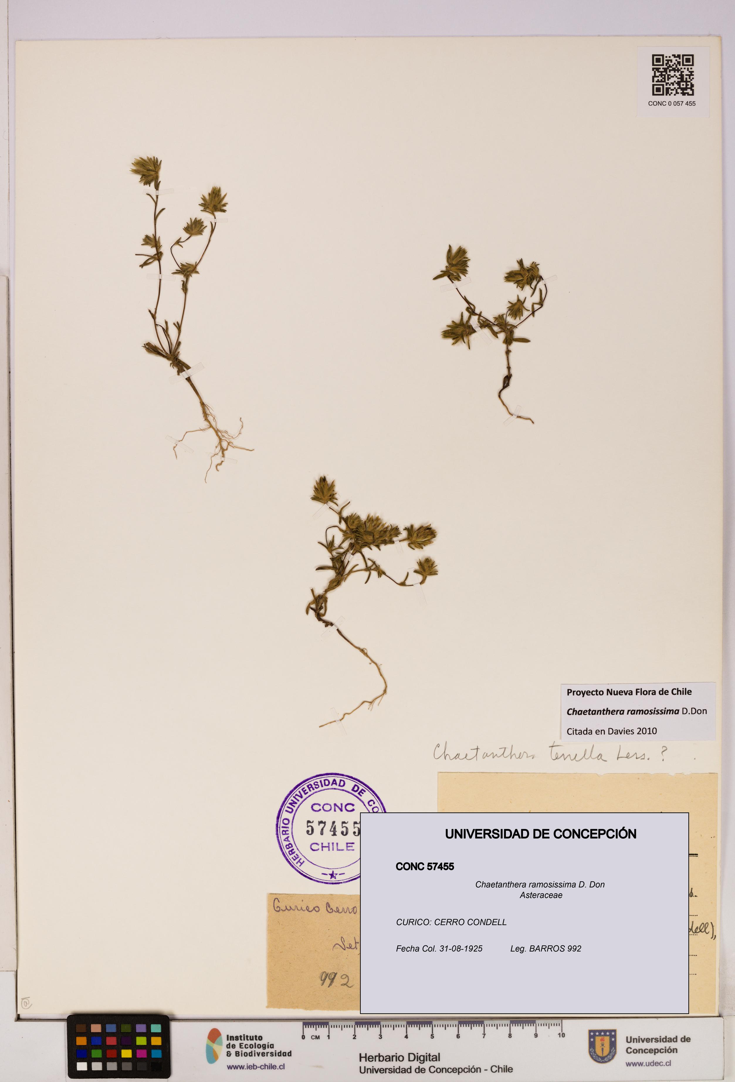 Chaetanthera ramosissima [Espécimen: UDEC:CONC:0057455]