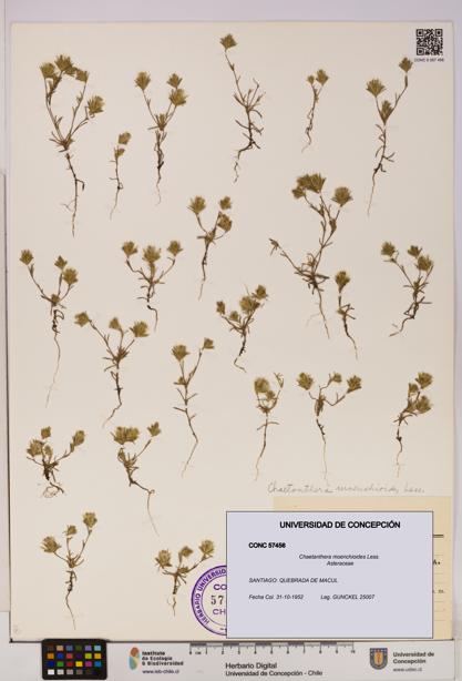 Chaetanthera moenchioides [Espécimen: UDEC:CONC:0057456]
