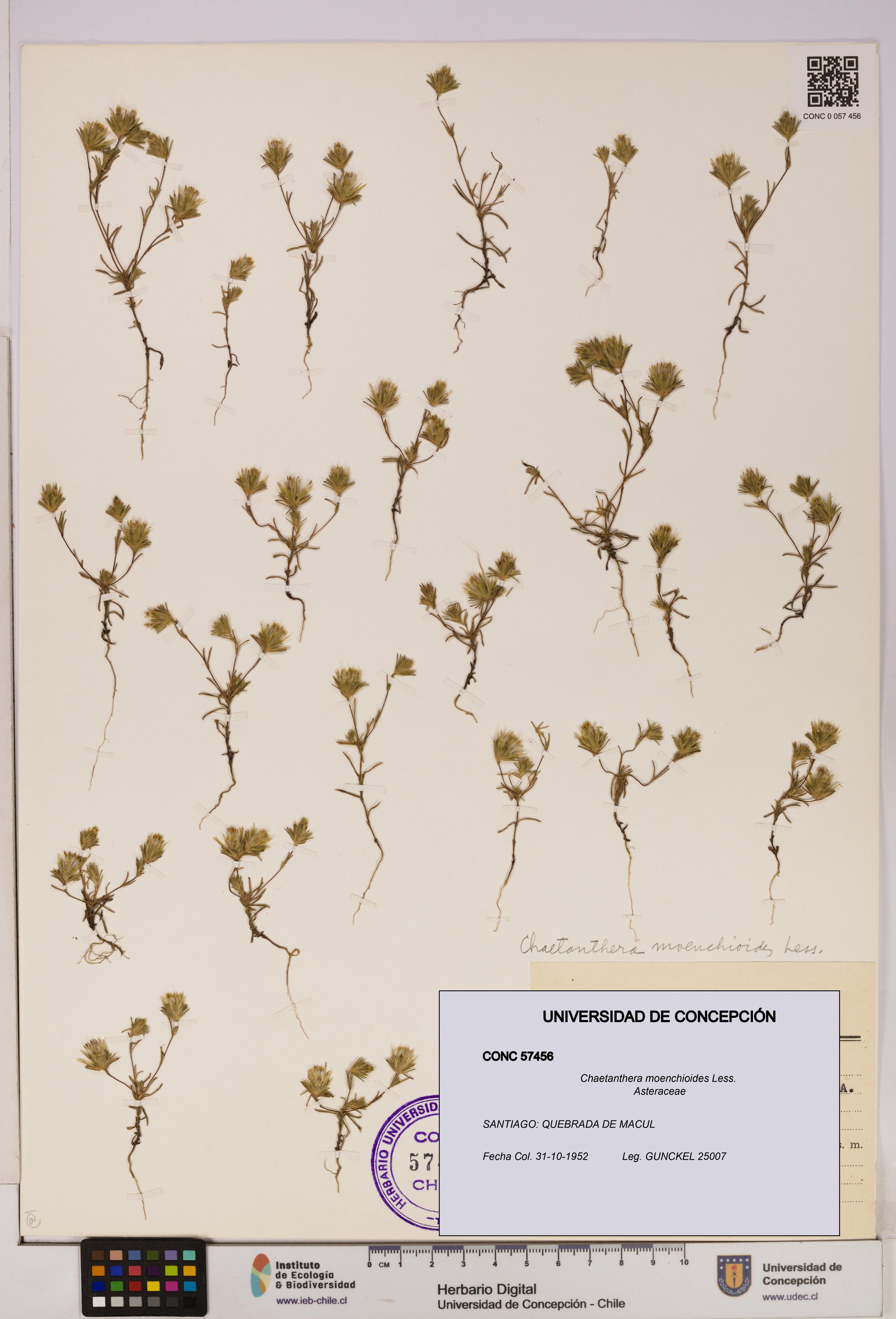 Chaetanthera moenchioides [Espécimen: UDEC:CONC:0057456]