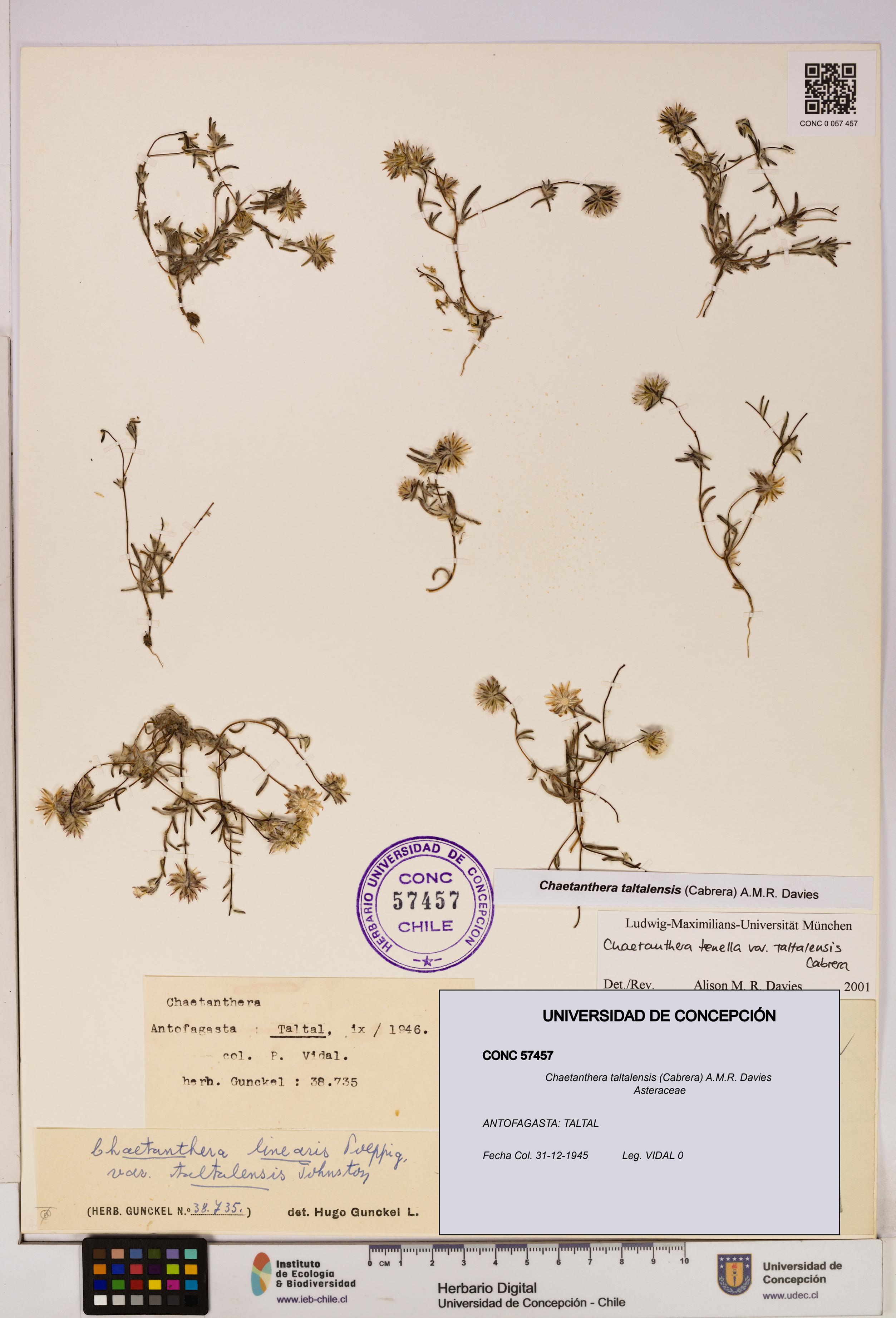 Chaetanthera taltalensis [Espécimen: UDEC:CONC:0057457]