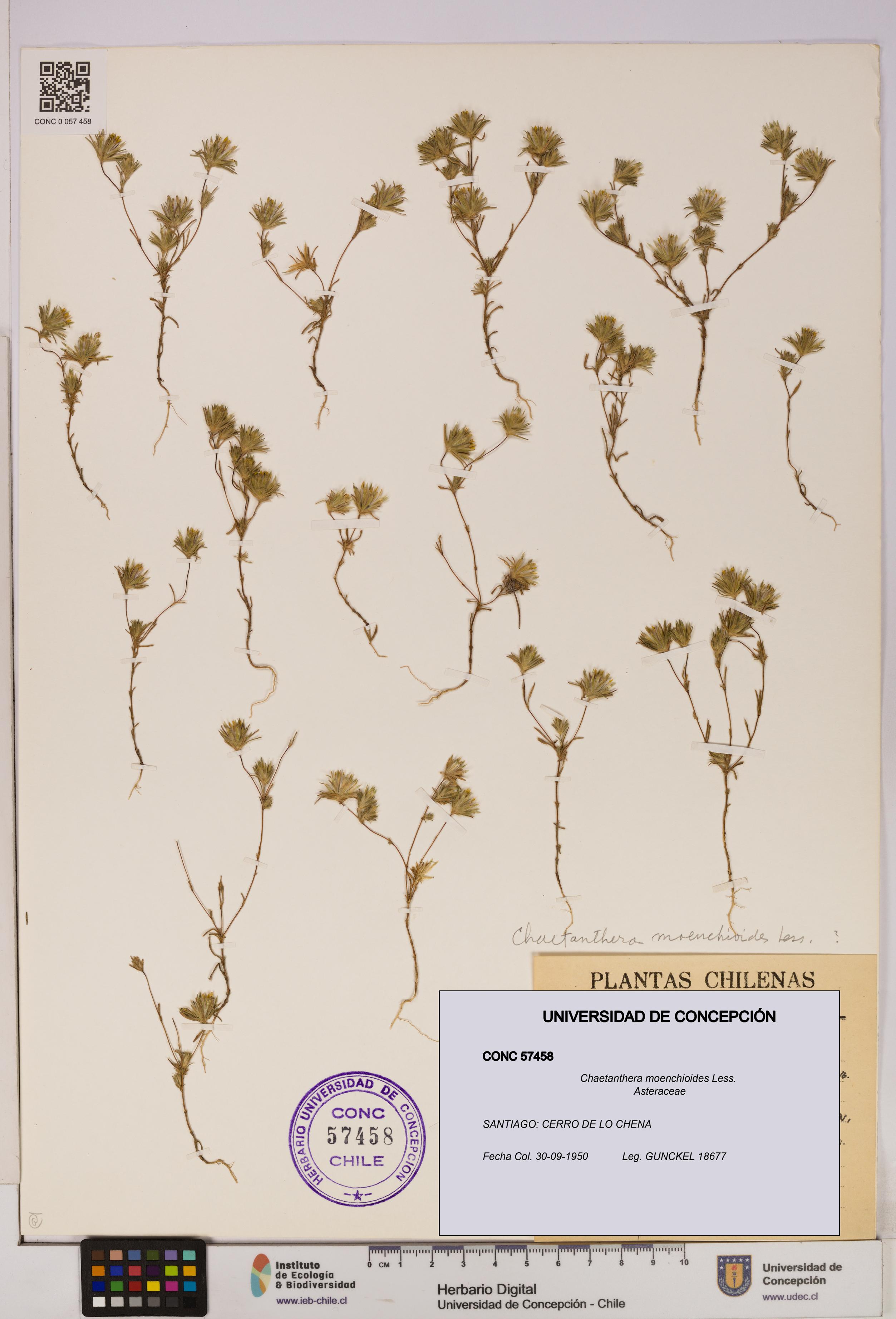 Chaetanthera moenchioides [Espécimen: UDEC:CONC:0057458]