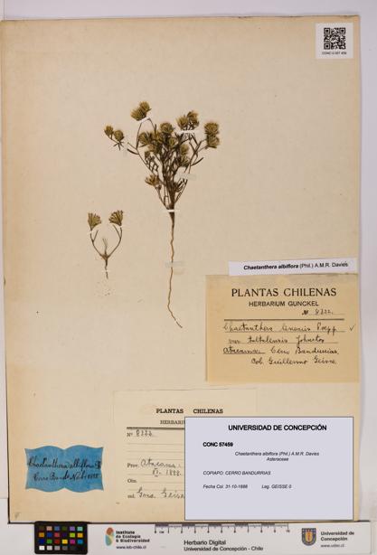 Chaetanthera albiflora [Espécimen: UDEC:CONC:0057459]