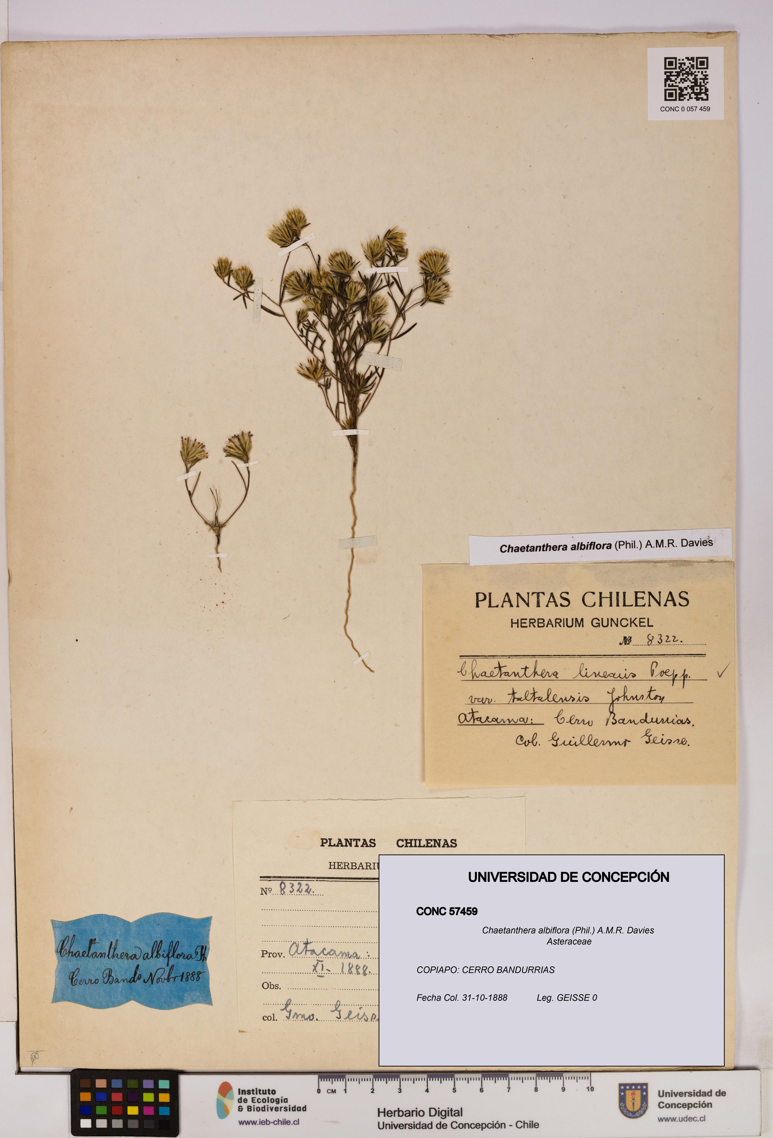 Chaetanthera albiflora [Espécimen: UDEC:CONC:0057459]