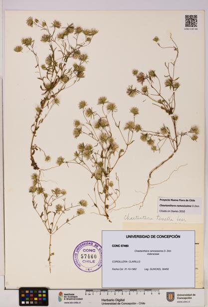 Chaetanthera ramosissima [Espécimen: UDEC:CONC:0057460]