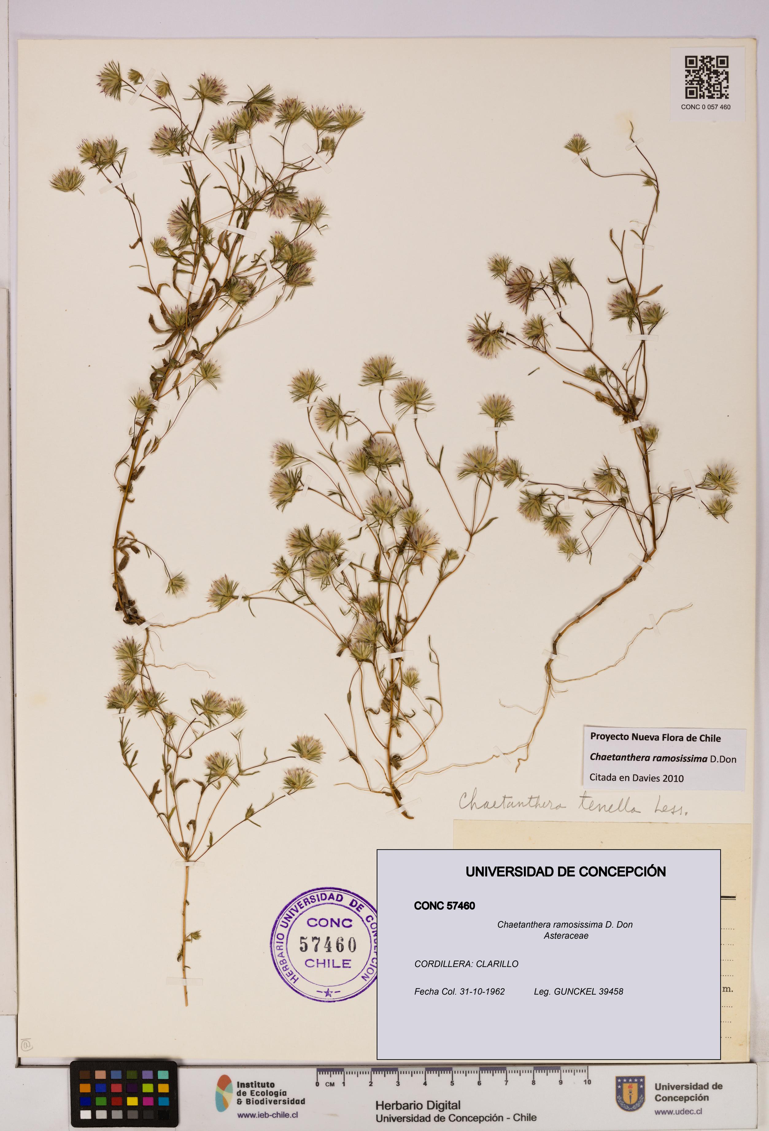 Chaetanthera ramosissima [Espécimen: UDEC:CONC:0057460]