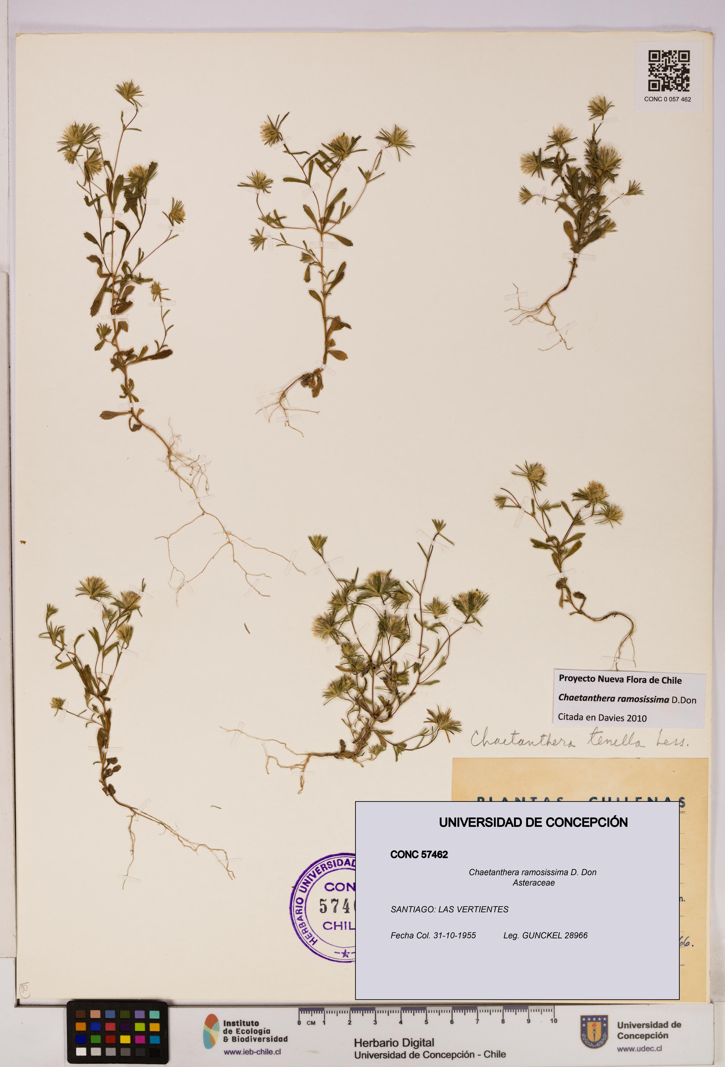 Chaetanthera ramosissima [Espécimen: UDEC:CONC:0057462]
